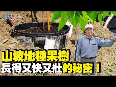 森樹種植|5個森樹種植常見錯誤